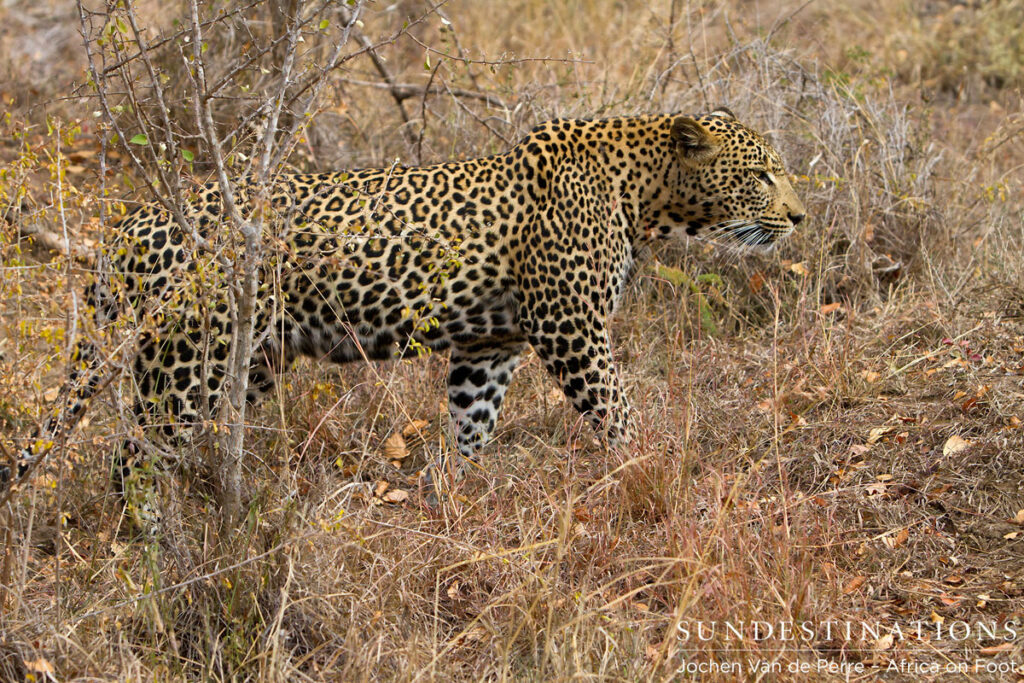 Male Leopard Male Leopard