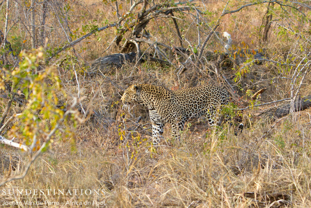 Leopard in Thicket Leopard in Thicket