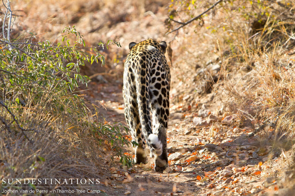 Leopard Walks Away Leopard Walks Away