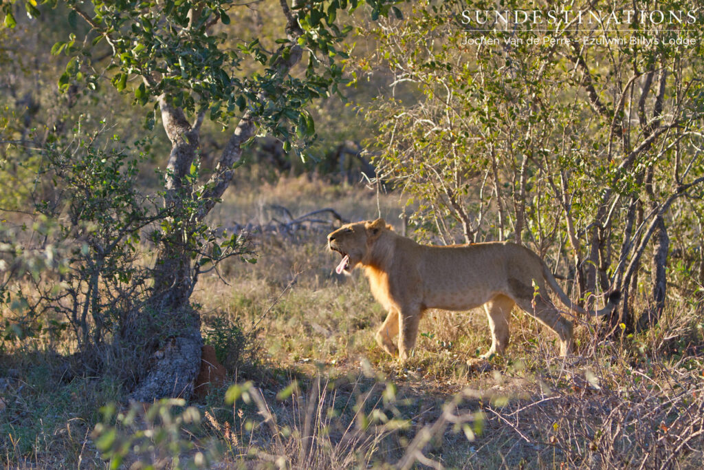 Lion Calling Lion Calling