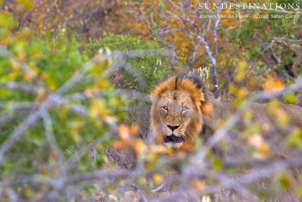 Lion - nDzuti Lion - nDzuti