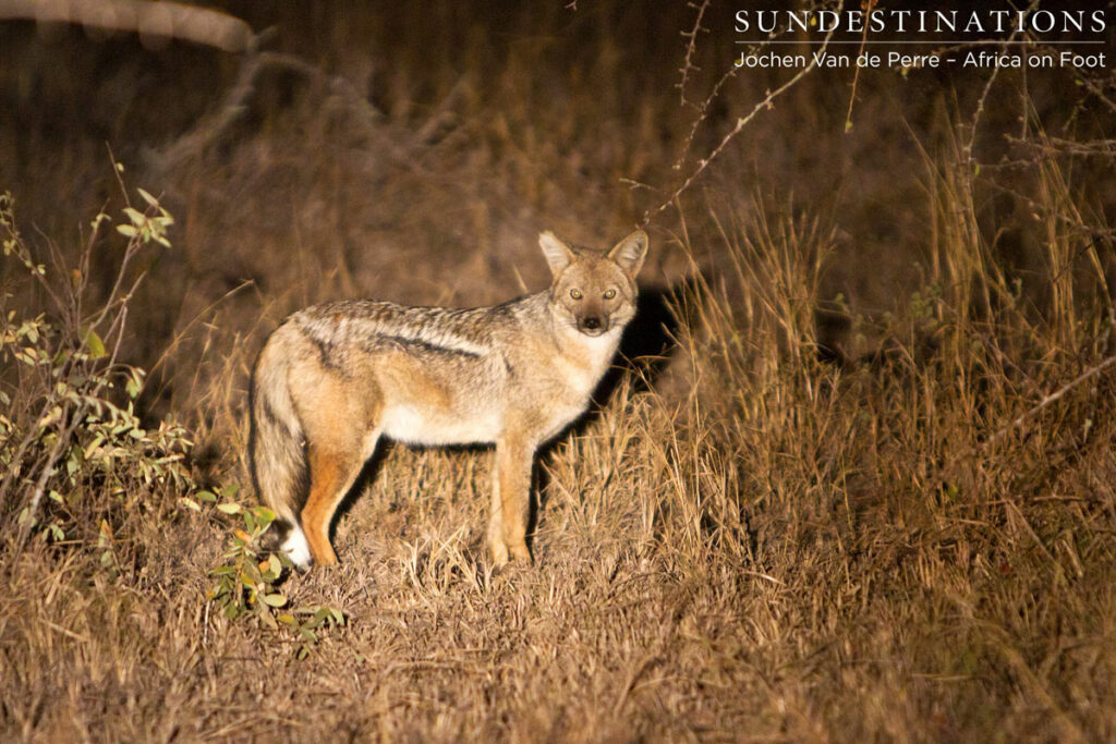 Side-striped jackal Side-striped jackal
