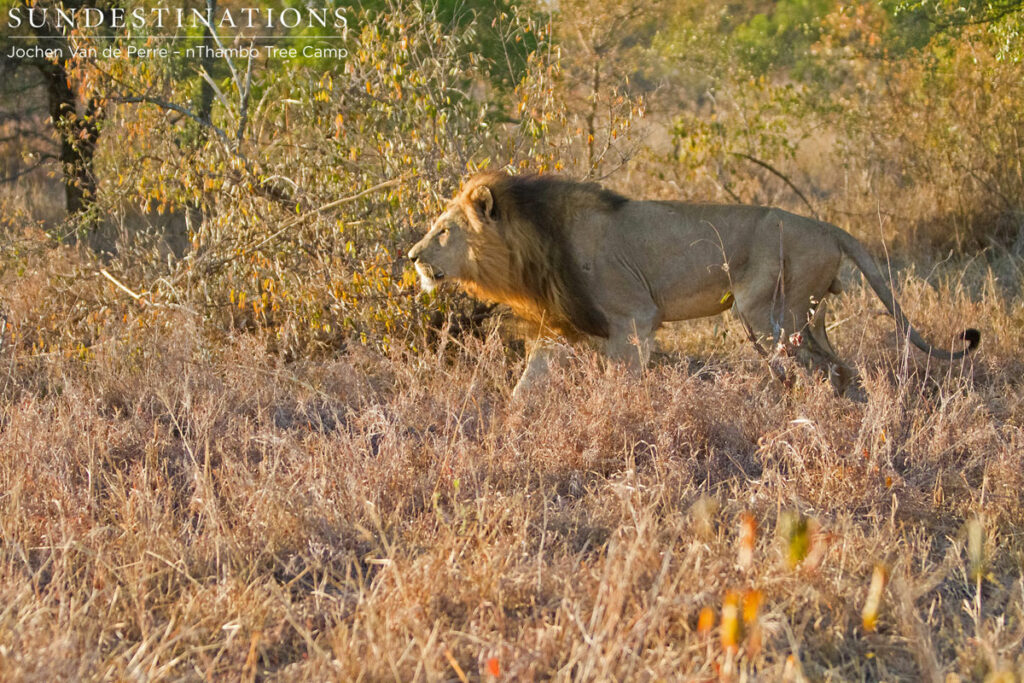 Trilogy Male Trilogy Male