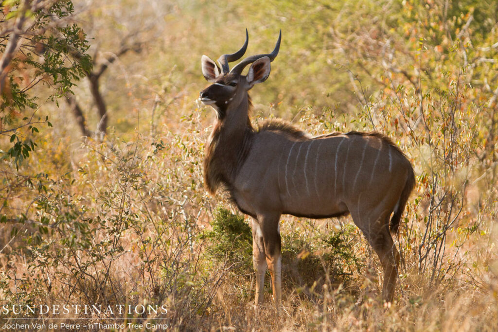 Kudu Bull Kudu Bull
