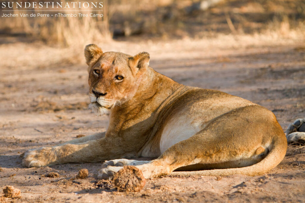 Ross Pride Female Ross Pride Female