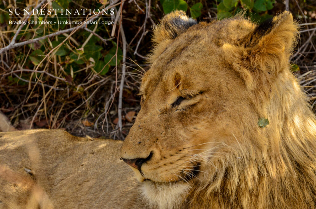 Sub-adult Lion Sub-adult Lion