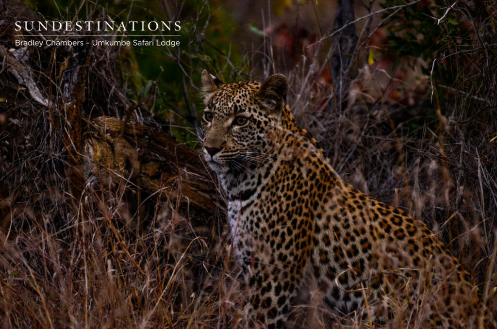 Little Bush Little Bush