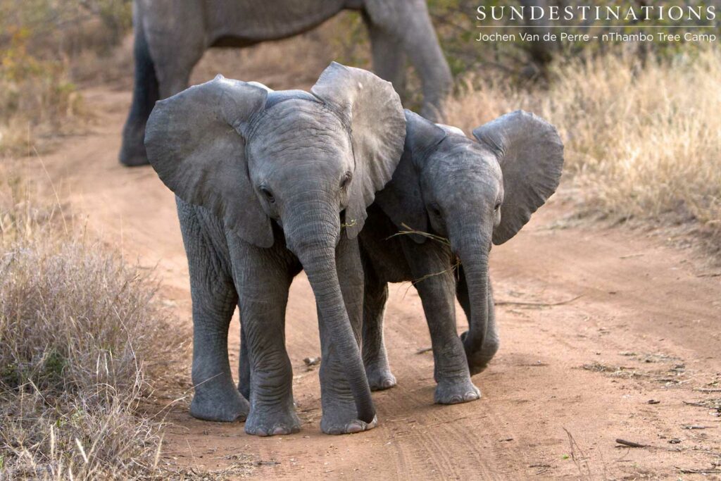 Baby elephants in a breeding herd at nThambo Baby elephants in a breeding herd at nThambo