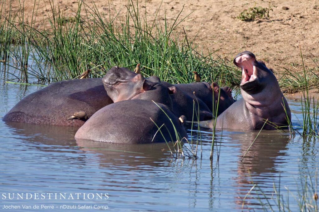 Baby hippo and his pod Baby hippo and his pod