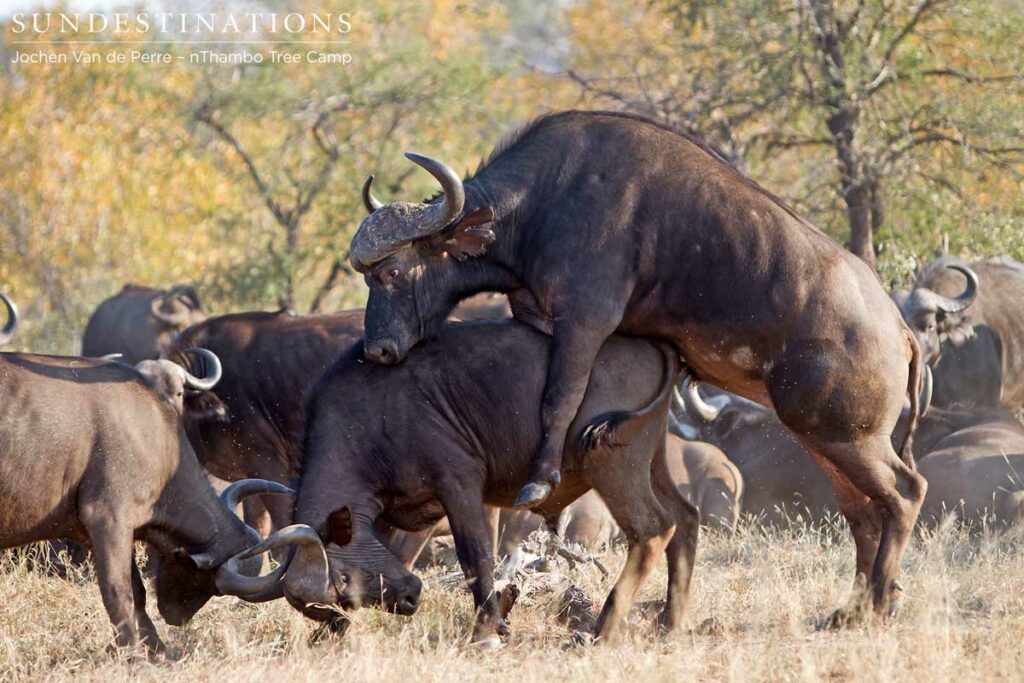 3 Buffalo bulls engaging in dominance behaviour 3 Buffalo bulls engaging in dominance behaviour