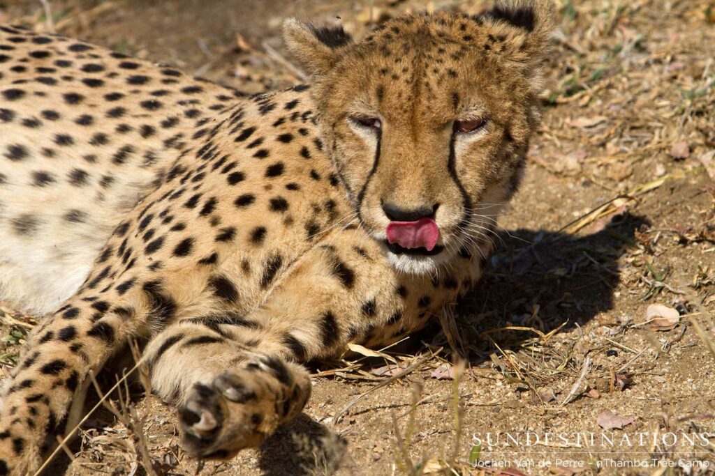 Cheetah licking her lips Cheetah licking her lips