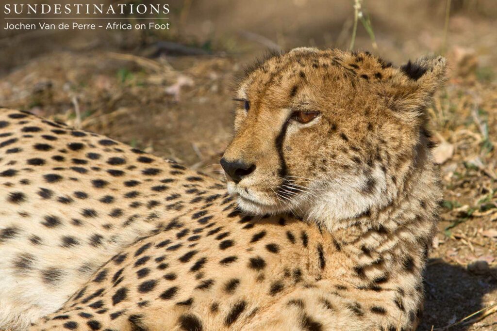 Lying down for a rest in the Klaserie Lying down for a rest in the Klaserie