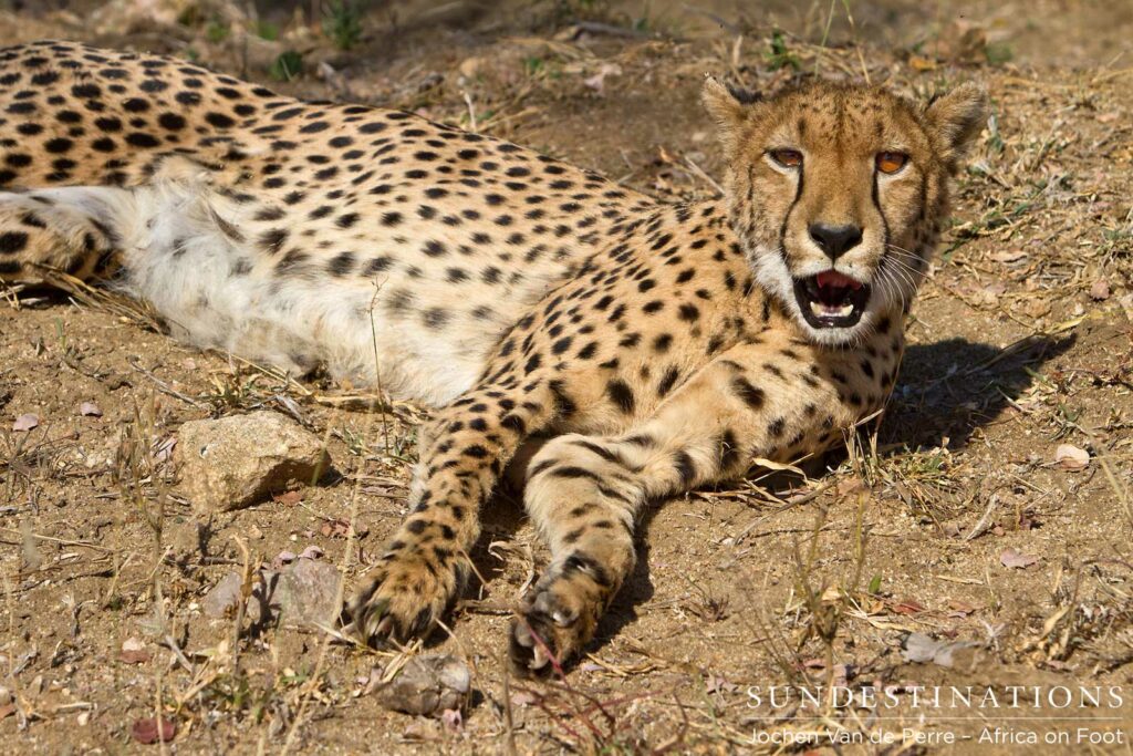 Mid-yawn looking at the camera Mid-yawn looking at the camera