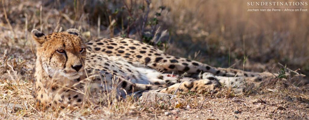 Cheetah in full relaxation mode Cheetah in full relaxation mode