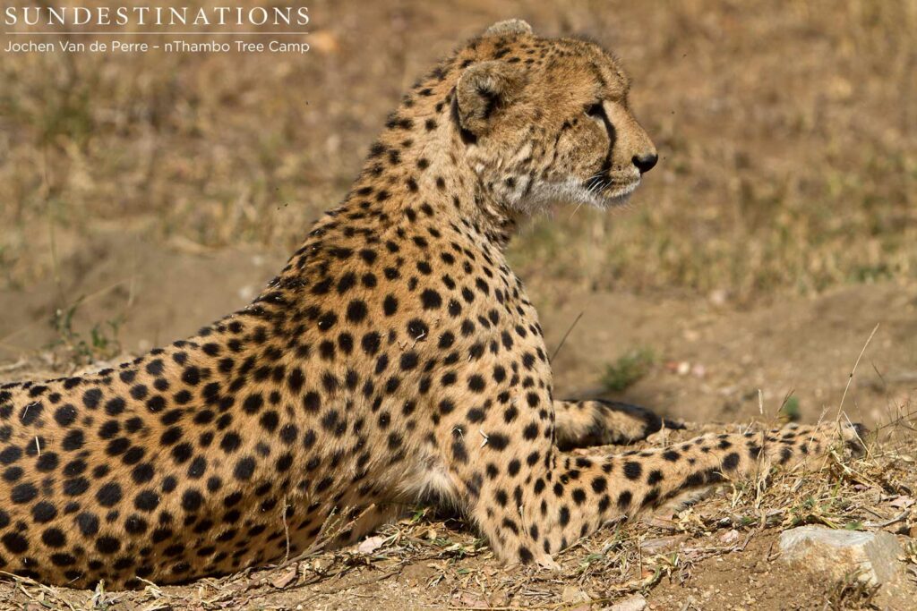 Cheetah lifting her head to check out something interesting Cheetah lifting her head to check out something interesting