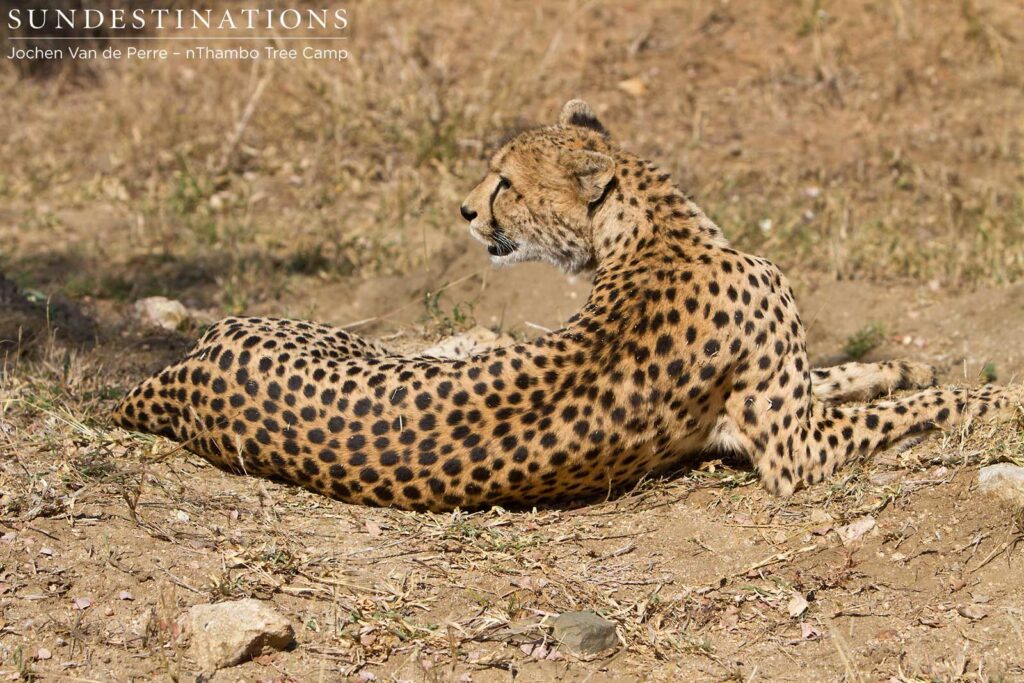 Looking alert Looking alert