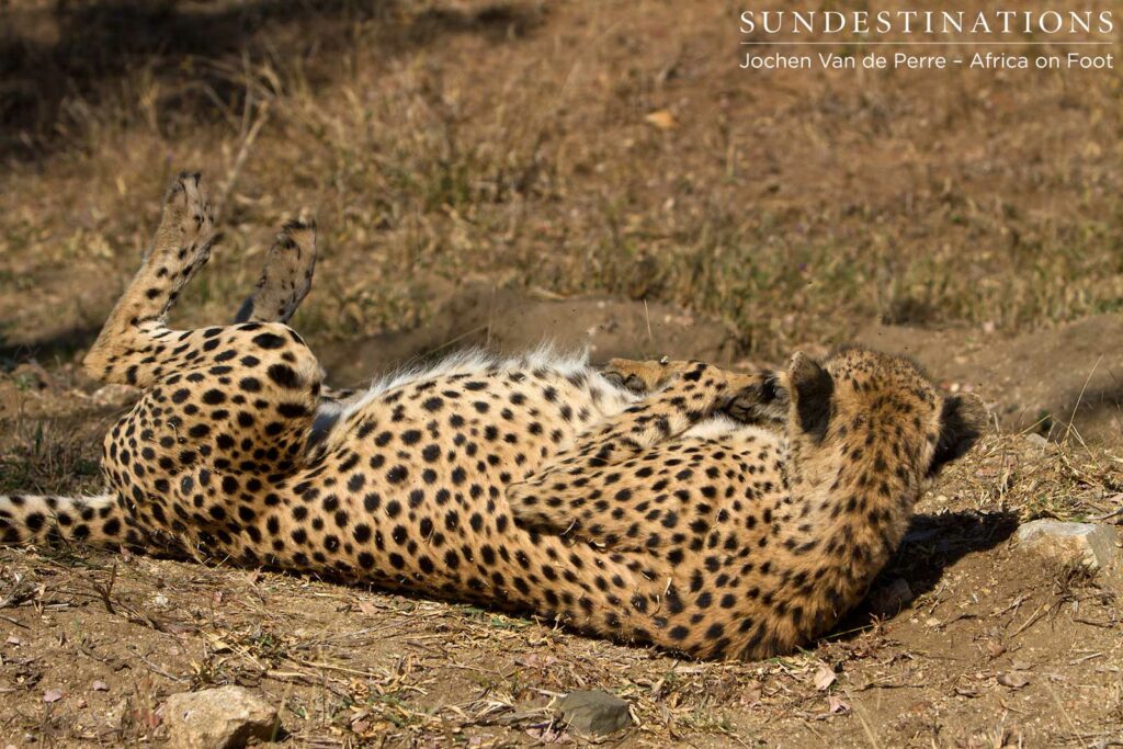 Back-scratch Back-scratch