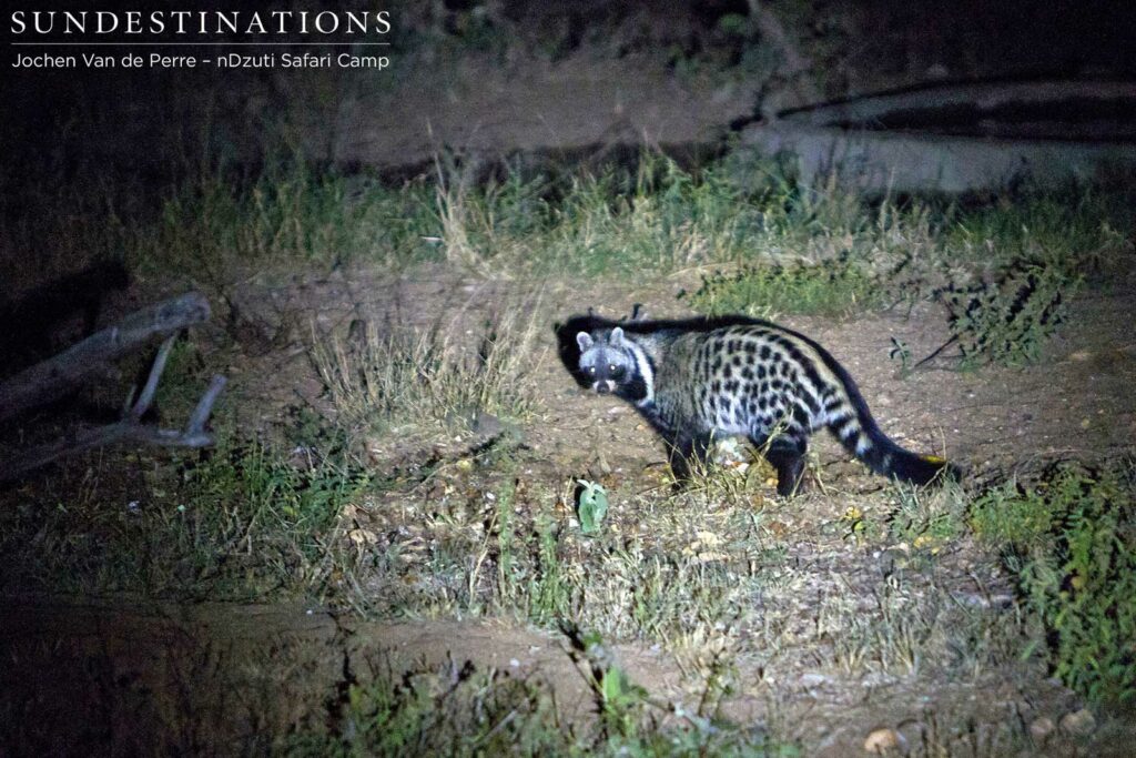 Civets are usually seen alone Civets are usually seen alone