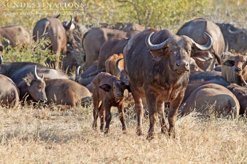cow-and-calf Buffalo cow and calf