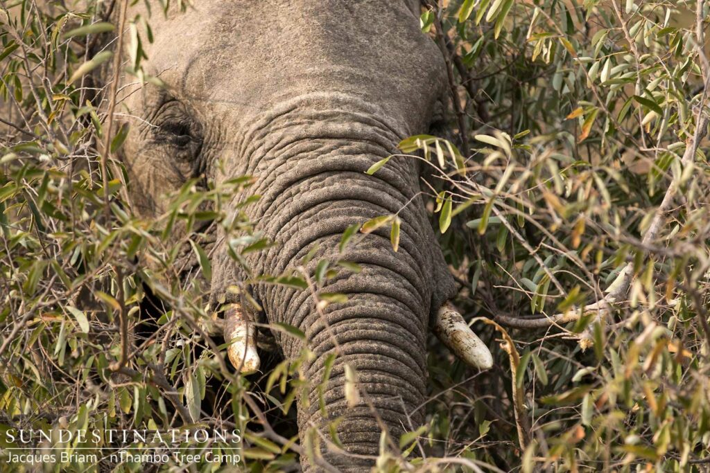 Elephant peeking through the bush at nThambo Elephant peeking through the bush at nThambo