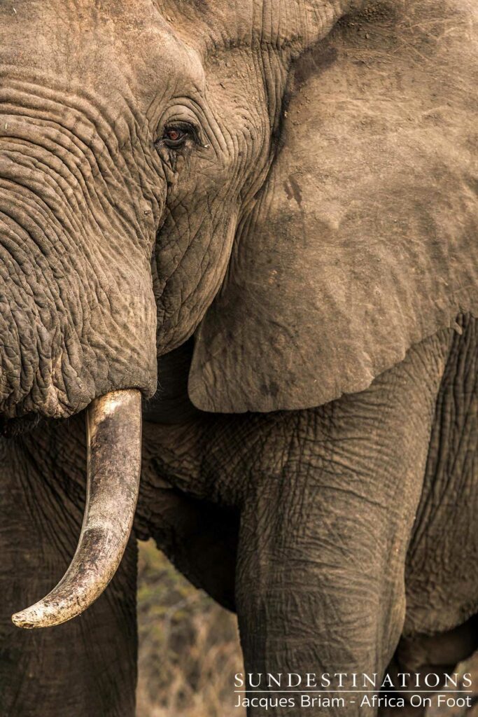 A great, Klaserie elephant A great, Klaserie elephant