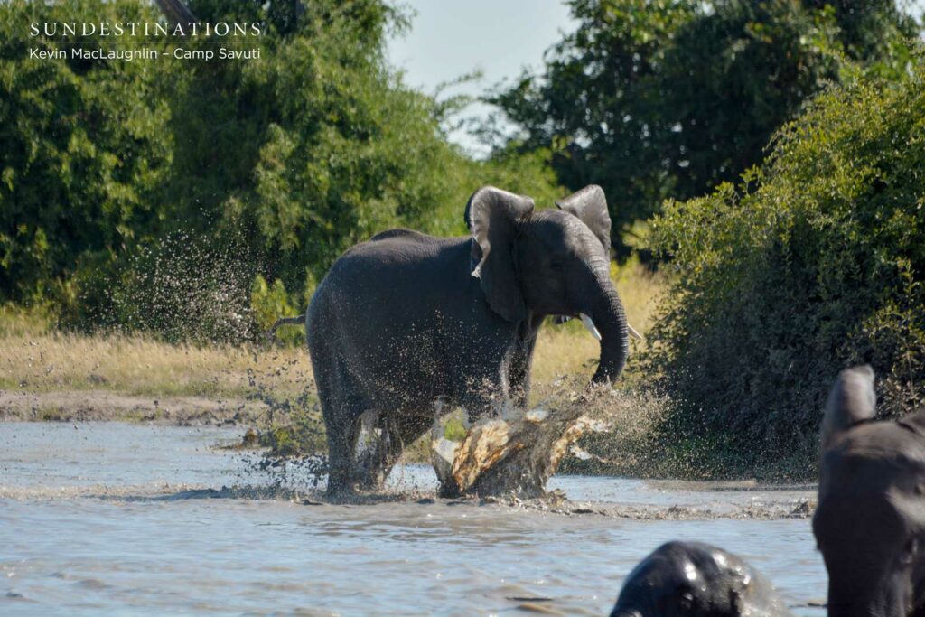 An elephant splashing around in Savuti An elephant splashing around in Savuti