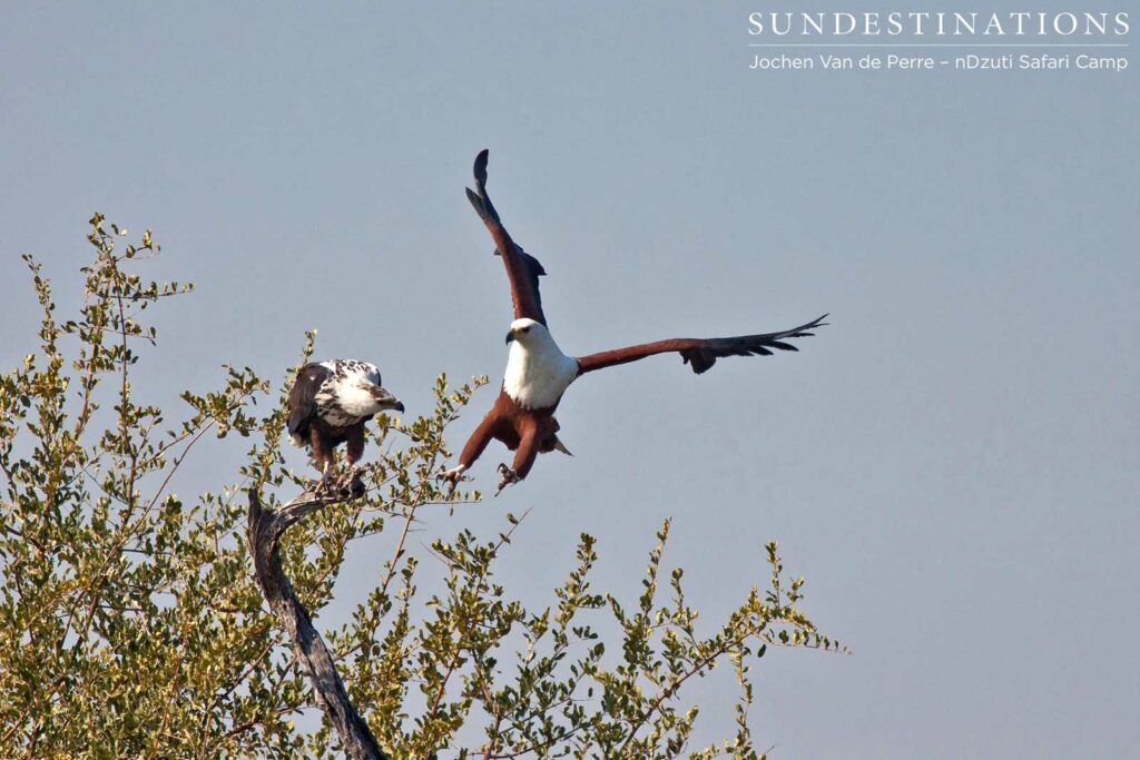 Adult fish eagle and juvenile at nDzuti Adult fish eagle and juvenile at nDzuti
