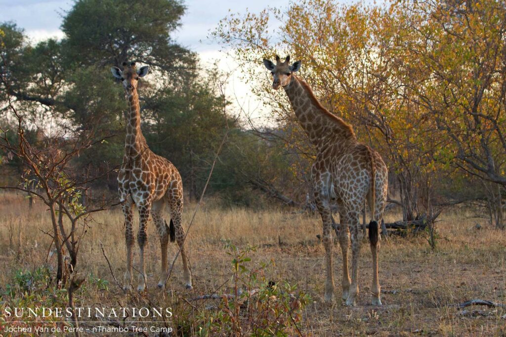 A pair of giraffe in the Klaserie A pair of giraffe in the Klaserie