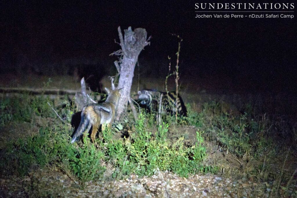 Side-striped jackal attempts to join the feast Side-striped jackal attempts to join the feast