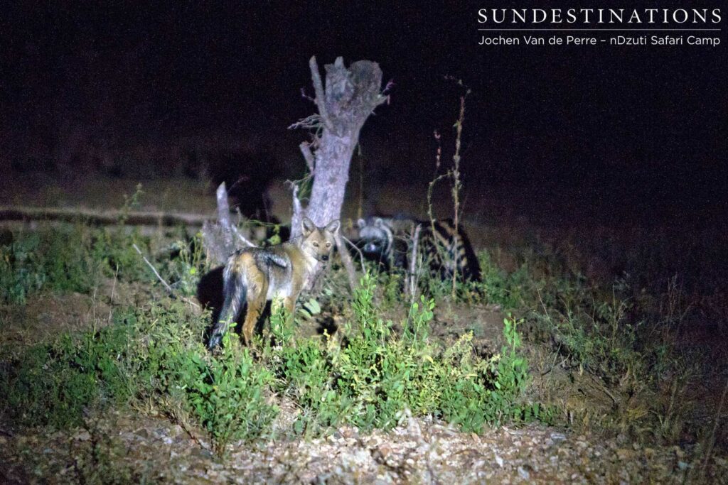 Side-striped jackal is interested in the civet's dinner Side-striped jackal is interested in the civet's dinner