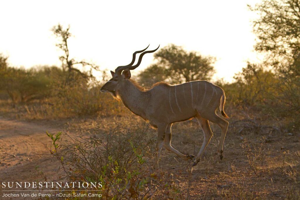 Male kudu making a run for it Male kudu making a run for it