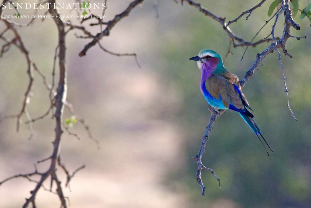 Lilac-breasted roller Lilac-breasted roller
