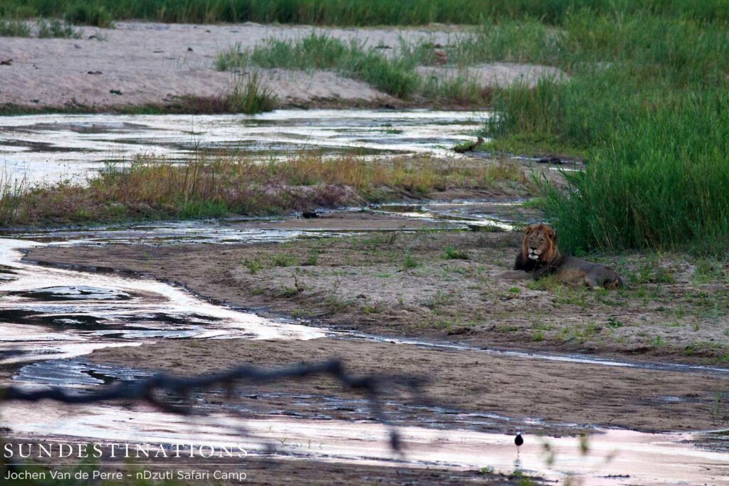 Male lion on the Klaserie riverbank Male lion on the Klaserie riverbank