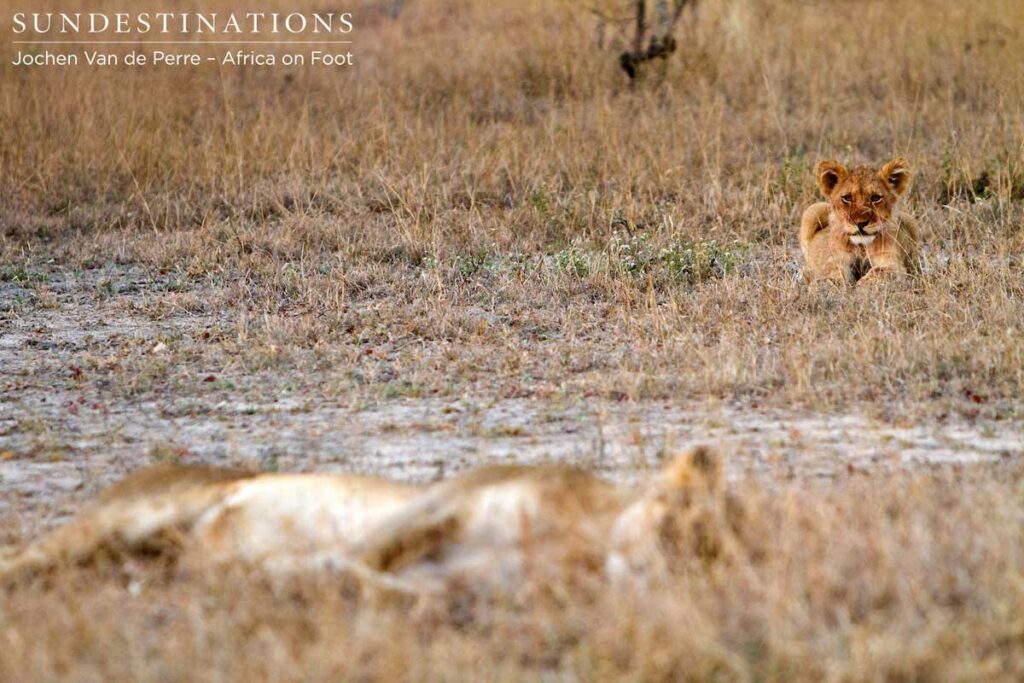Lioness sleeps while cub lies in the distance Lioness sleeps while cub lies in the distance