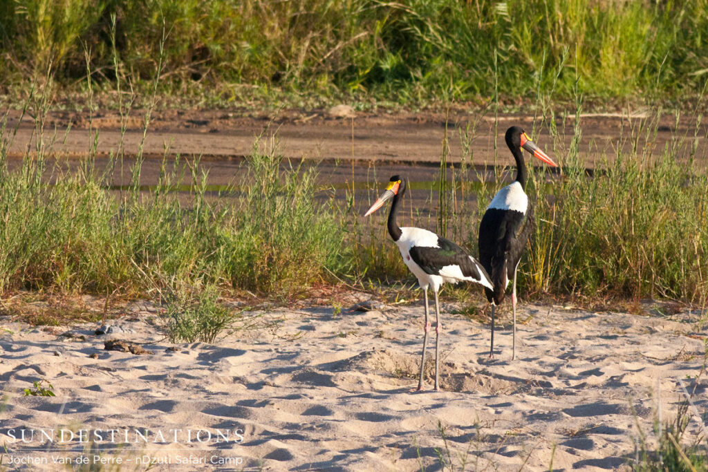 Saddled-billed storks Saddled-billed storks