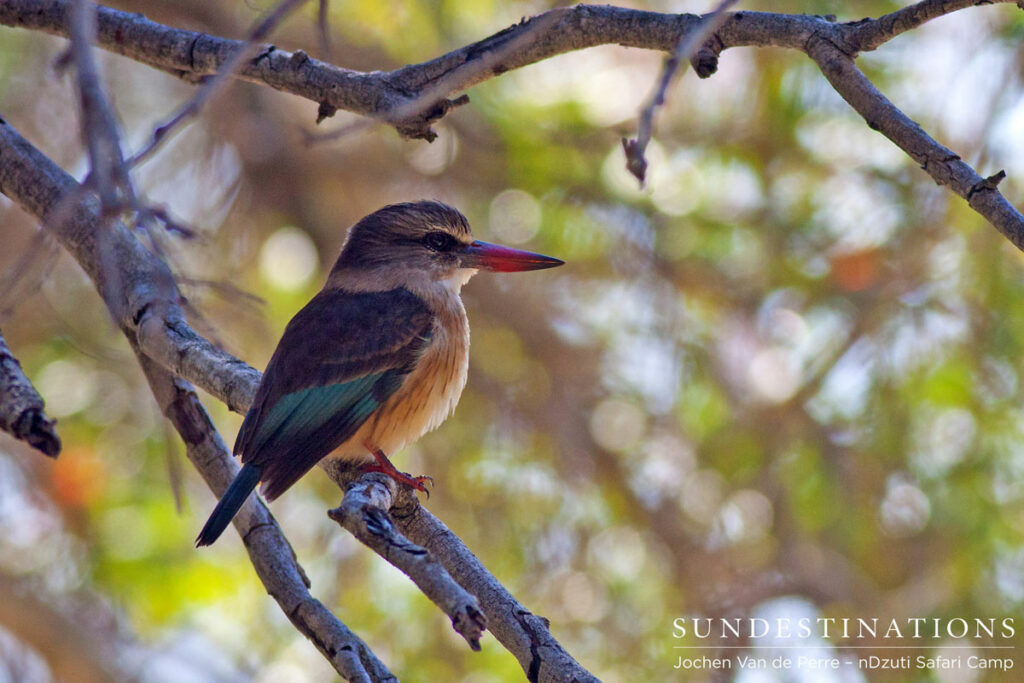 Brown-hooded kingfisher Brown-hooded kingfisher