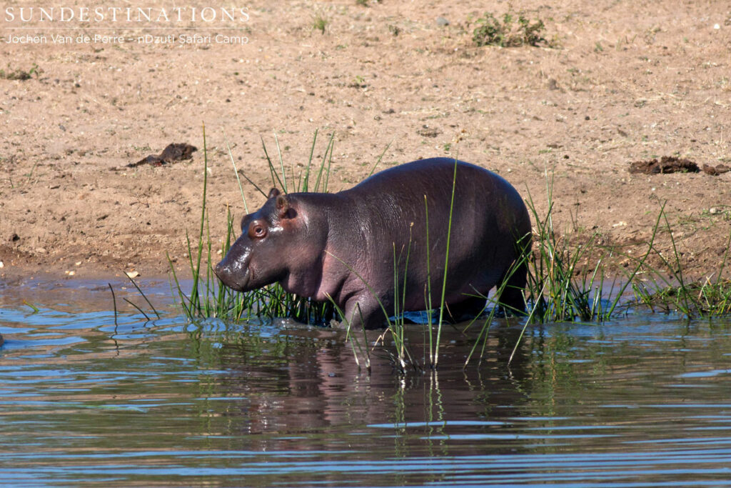 nDzuti Hippo Pod of hippo at nDzuti Safari Camp