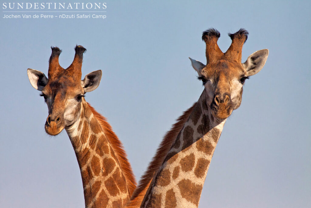 Pair of giraffe Pair of giraffe