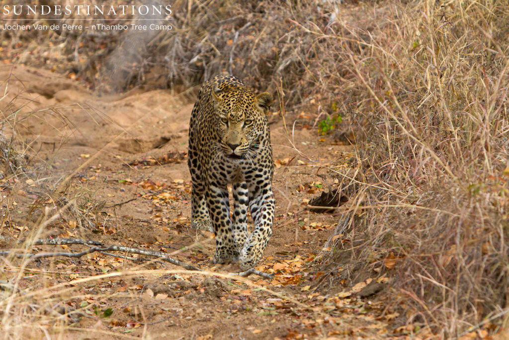 Klaserie Male Leopard nThambo Male Leopard