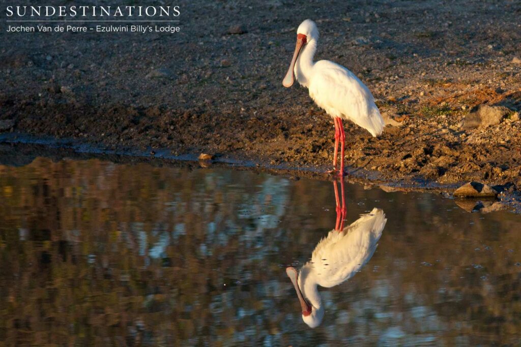 African spoonbill and reflection African spoonbill and reflection