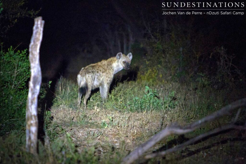Spotted hyena not far away Spotted hyena not far away
