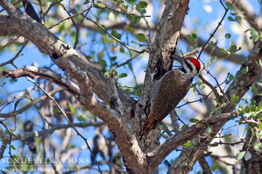 Bearded woodpecker Bearded woodpecker