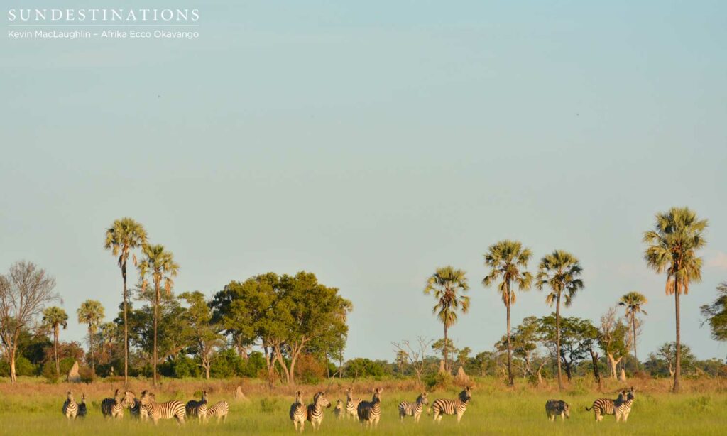 Zebras and palm trees Zebras and palm trees