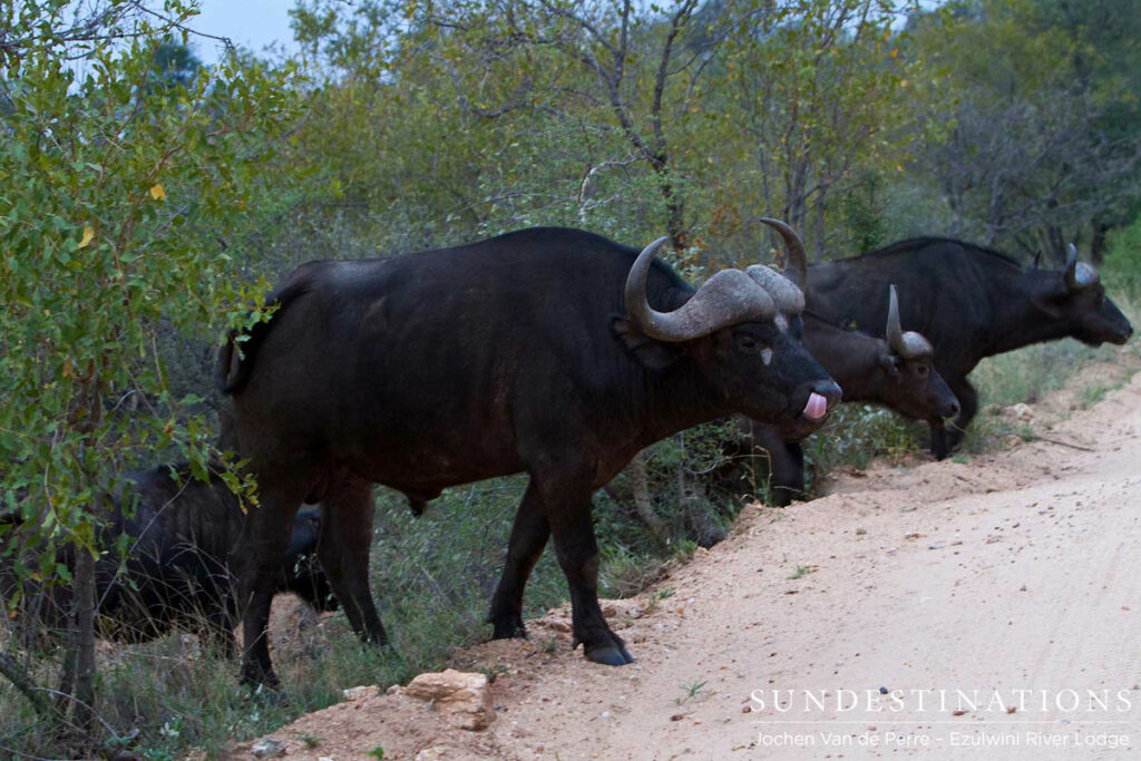 Herd of Buffalo Herd of Buffalo