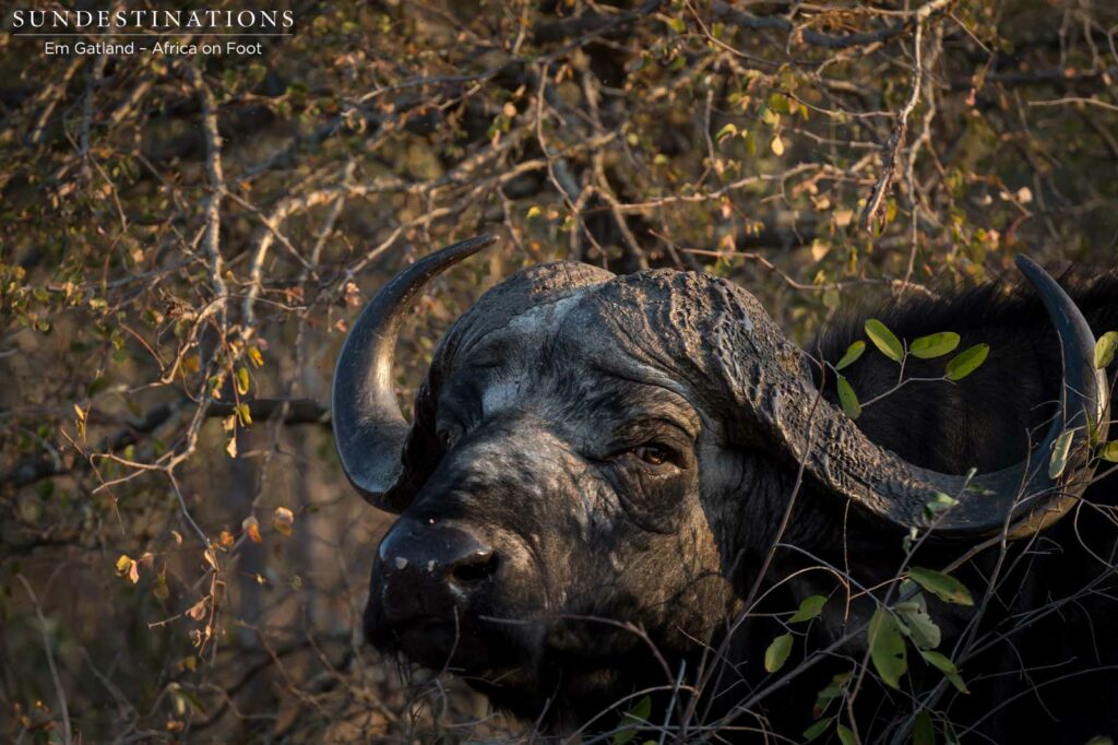 Eye of the buffalo Eye of the buffalo