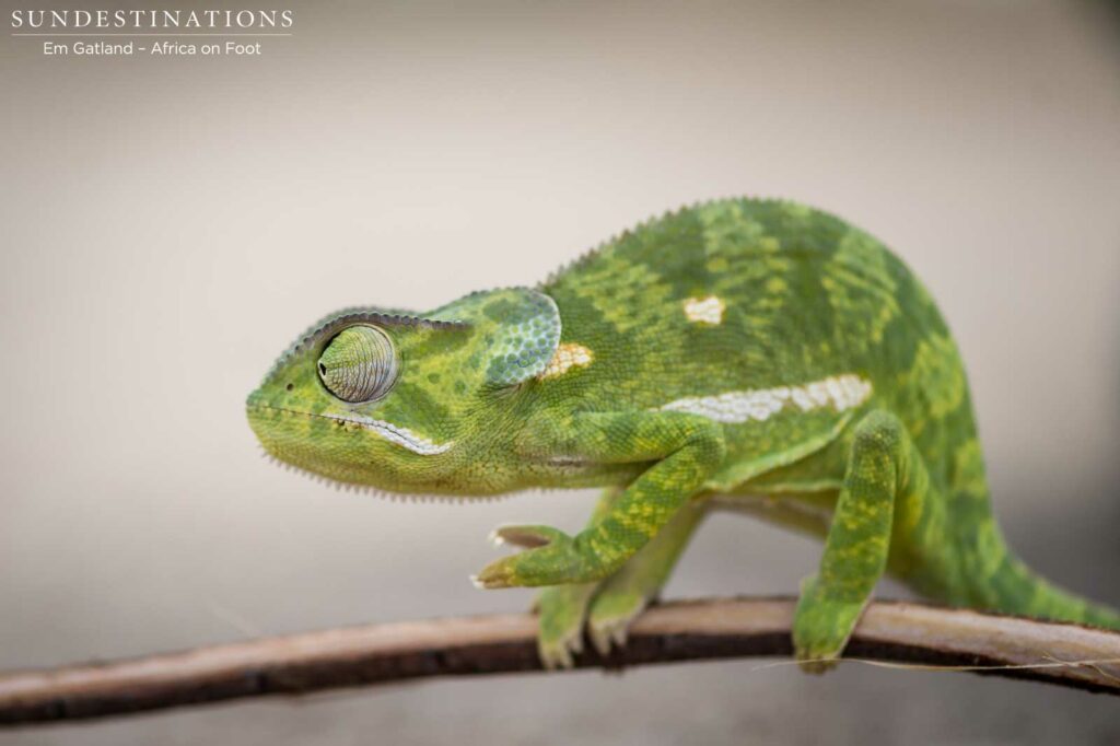 Flap neck chameleon Flap neck chameleon