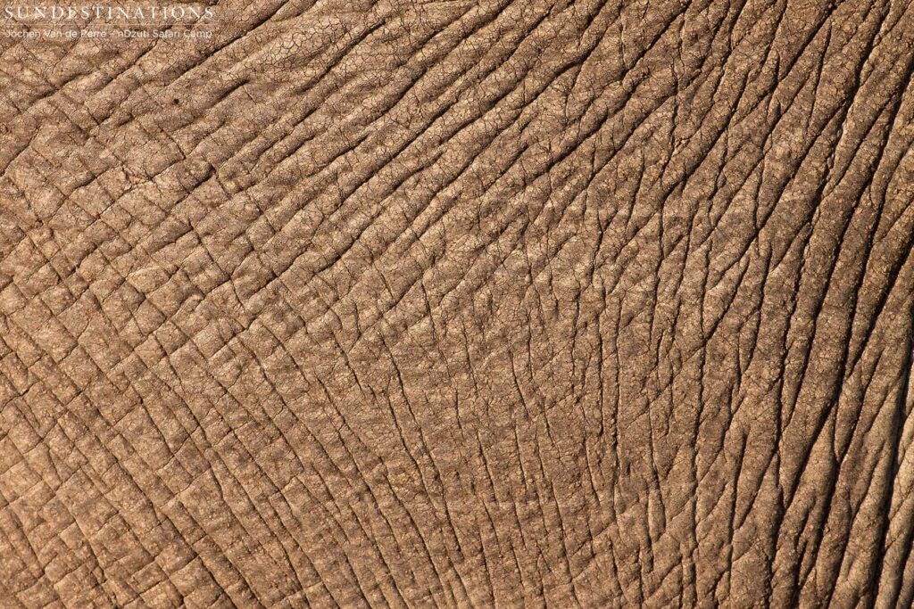 Elephant hide Elephant hide