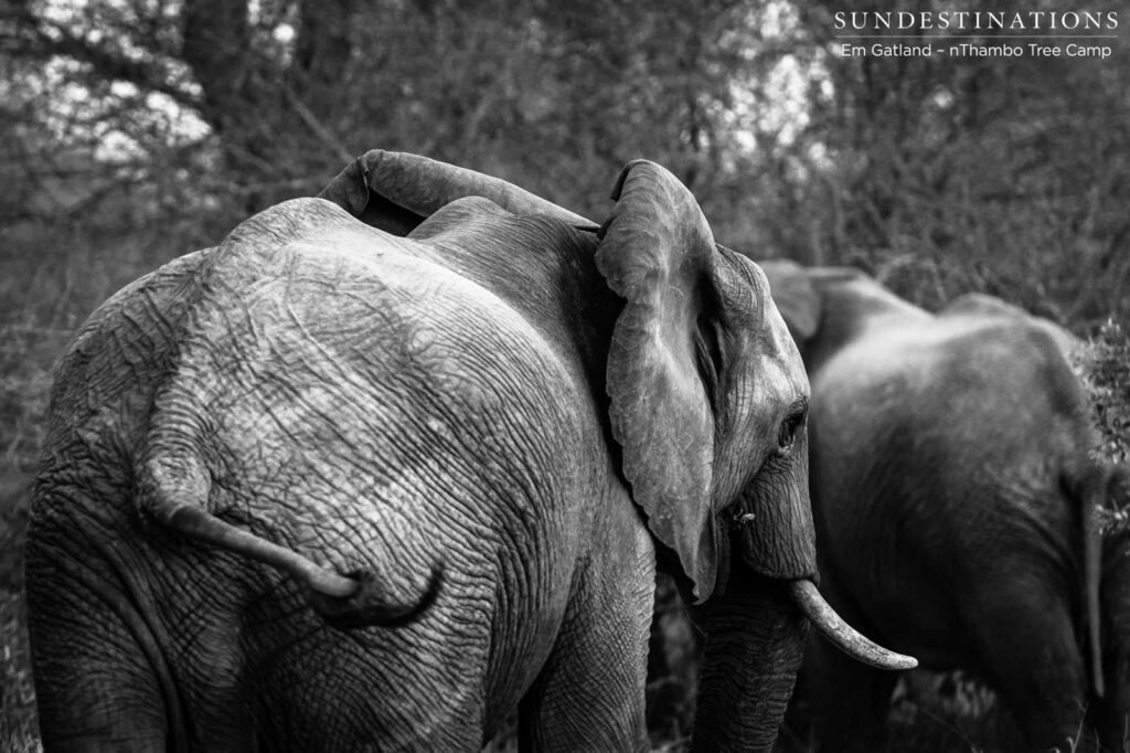 Black and white elephants Black and white elephants