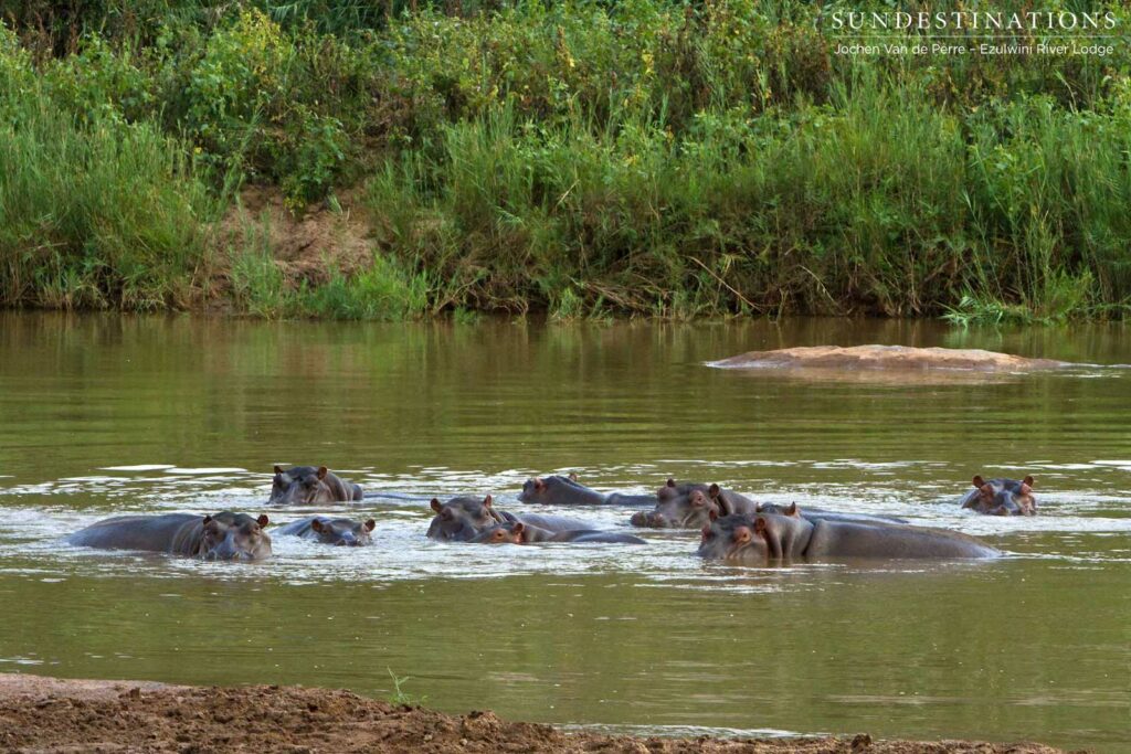 Pod of hippo Pod of hippo
