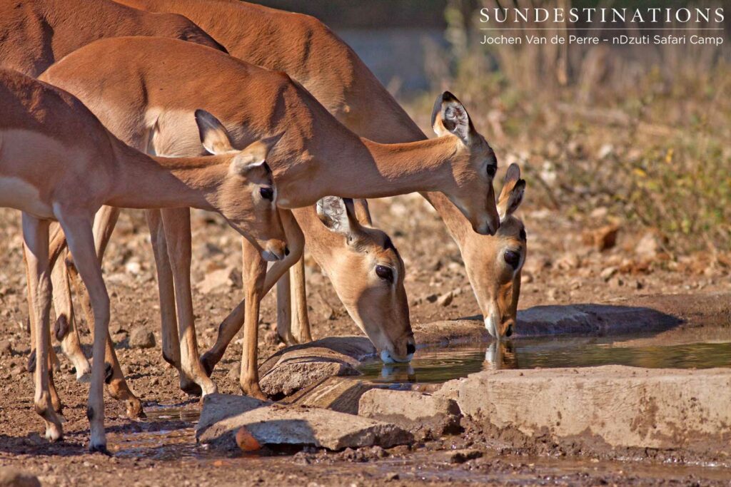 Impala herd at the waterhole Impala herd at the waterhole